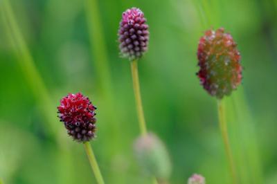 Sanguisorba 'Beetlewings' (8634_0.jpg)
