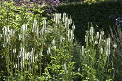 Sanguisorba canadensis (8636_0.jpg)