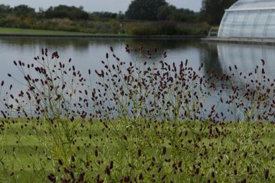 Sanguisorba officinalis 'Red Thunder' (8639_0.jpg)