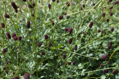 Sanguisorba officinalis 'Red Thunder' (8639_1.jpg)