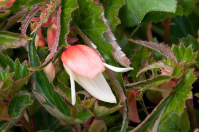 Begonia 'Summerwings Vanilla Elegance' (8861_0.jpg)