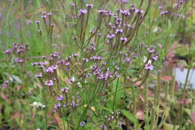 Verbena macdougalii 'Lavender Spires' (9138_0.jpg)