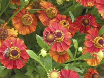 Helenium 'Flammendes Kätchen' (9446_0.jpg)