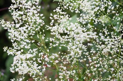 Thalictrum delavayi 'Splendide White' (9561_0.jpg)