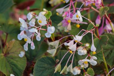 Begonia grandis subsp. evansiana (9611_0.jpg)
