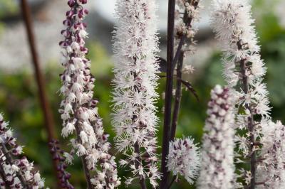 Cimicifuga ramosa 'Brunette' (9693_0.jpg)